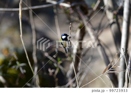 シジュウカラ　鎌倉中央公園 99723933