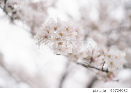 満開のソメイヨシノの桜の花 春のお花見スポット 九州福岡県うきは市浮羽町巨瀬川沿い流川の桜並木 満開のソメイヨシノの桜の花 春のお花見スポット 九州福岡県うきは市浮羽町巨瀬川沿い流川の桜並木 99724082