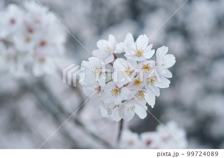 満開のソメイヨシノの桜の花 春のお花見スポット 九州福岡県うきは市浮羽町巨瀬川沿い流川の桜並木 99724089