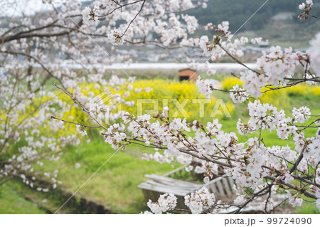 ソメイヨシノの桜の花と菜の花の春のお花見スポット 九州福岡県うきは市浮羽町巨瀬川沿い流川の桜並木 99724090