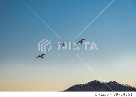 夕空に飛び立つ白鳥 夕空に飛び立つ白鳥 99724251