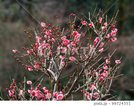 梅園の唐梅　 99724351