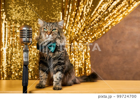 Charming curious cat as it leans in to inspect a vintage microphone. 99724700