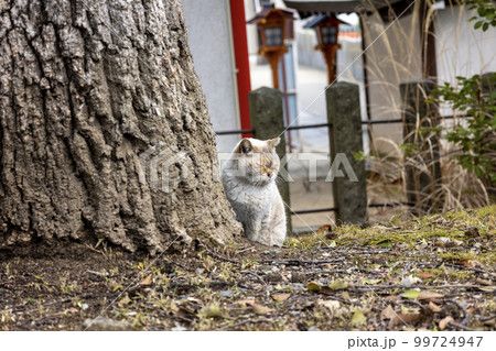 桜耳の野良猫 桜耳の野良猫 99724947