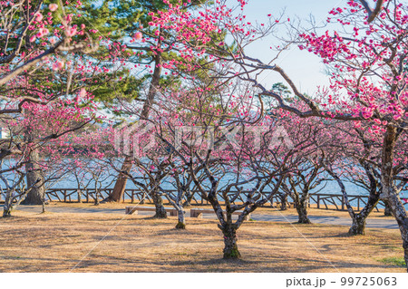岡崎市南公園の葵梅林、満開の梅〈愛知県岡崎市〉 岡崎市南公園の葵梅林、満開の梅〈愛知県岡崎市〉 99725063