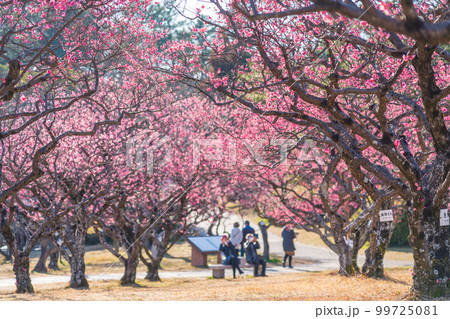 岡崎市南公園の葵梅林、満開の梅〈愛知県岡崎市〉 岡崎市南公園の葵梅林、満開の梅〈愛知県岡崎市〉 99725081
