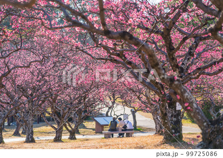 岡崎市南公園の葵梅林、満開の梅〈愛知県岡崎市〉 99725086