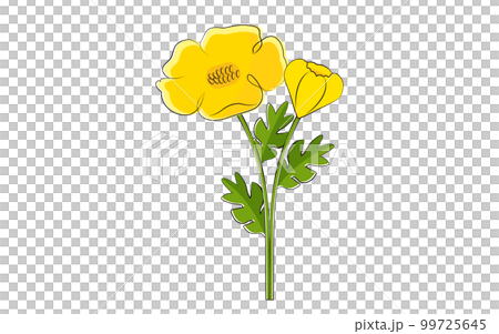 毛茛花筆劃素描圖 99725645