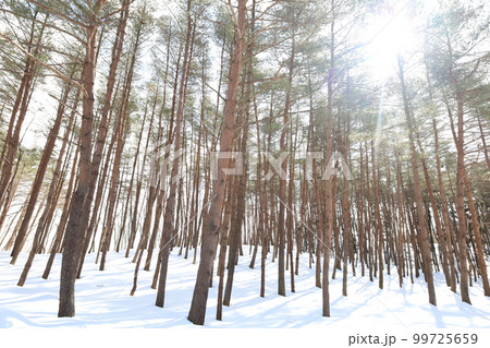 雪・空・星・冬の景色を感じる旅 冬の空はうつろいやすい アメニモマケズ 宮沢賢治 雪・空・星・冬の景色を感じる旅 冬の空はうつろいやすい アメニモマケズ 宮沢賢治 99725659