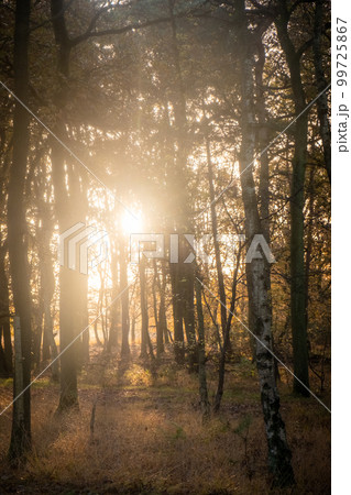 sun star shining in the Woods autumn forest trees. nature green wood sunlight backgrounds 99725867