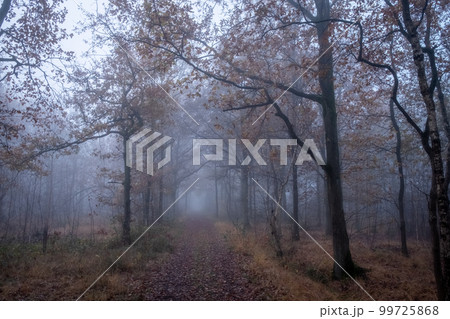 Beautiful mystical forest in blue fog in autumn. Colorful landscape with enchanted trees with orange 99725868