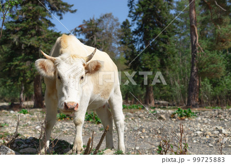 white cow grazing in a mountain valley 99725883