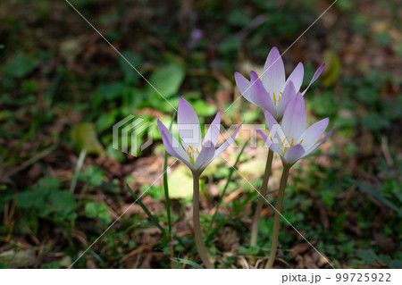 purple beautiful crocuses in a meadow in sunlight. 99725922