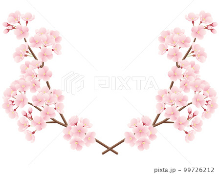 交差した桜の枝のイラスト 99726212