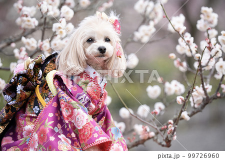 着物を着て微笑む犬のバストアップと満開の梅 99726960