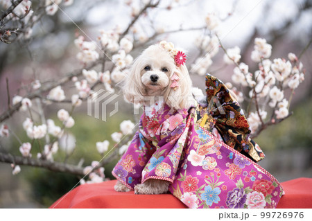 満開の梅と着物を着て微笑む犬 満開の梅と着物を着て微笑む犬 99726976