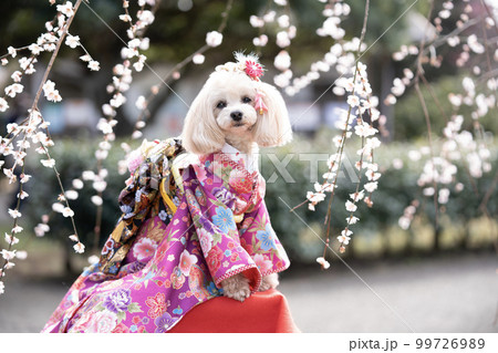 満開の梅と着物を着て微笑むマルプー 99726989