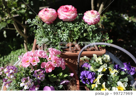 春の花寄せ植え＆寄せ鉢 99727969