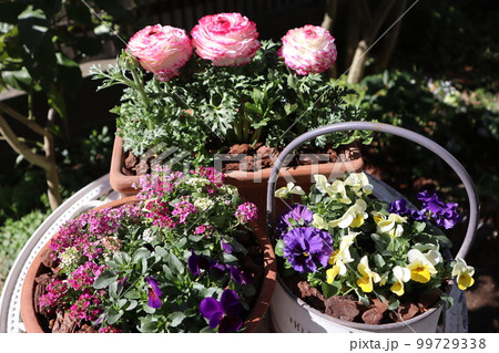 春の花寄せ植え＆寄せ鉢 99729338