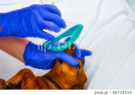 The use of anesthesia masks in veterinary medicine. Dog and anesthesia mask close up 99729359