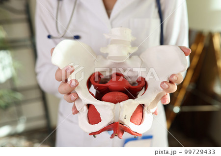 Doctor gynecologist holding of female pelvis with muscles model 99729433