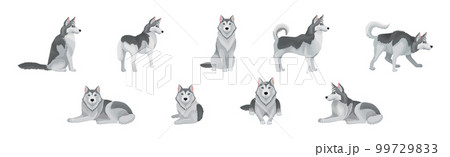 Siberian Husky Purebred Dog Breed Standing and Sitting Vector Set 99729833