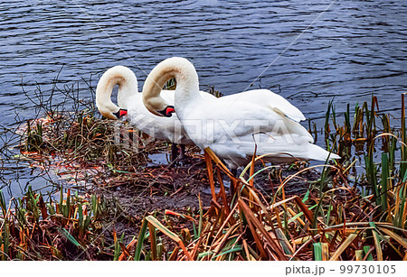 Two swans on the lake. Nature with art Two swans on the lake. Nature with art 99730105