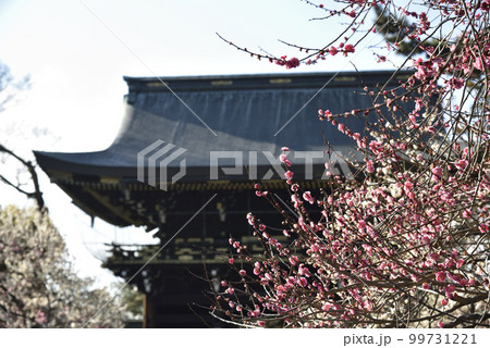 紅梅と楼門　北野天満宮 99731221
