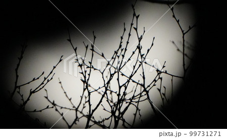 桜開花を待ち望む、お月さん 99731271