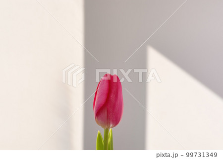 One red tulip on white background 99731349