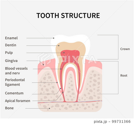 Teeth Teeth 99731366