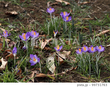クロッカス 99731763