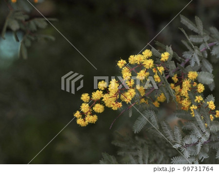ミモザ 99731764