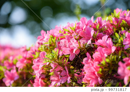 ピンク色のサツキの花 99731817