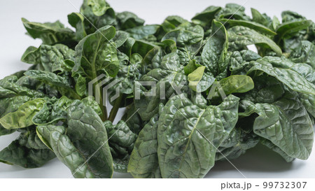 ちぢみほうれん草　白背景 99732307