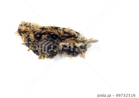 フレリトゲアメフラシ フレリトゲアメフラシ 99732516