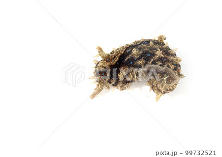 フレリトゲアメフラシ フレリトゲアメフラシ 99732521