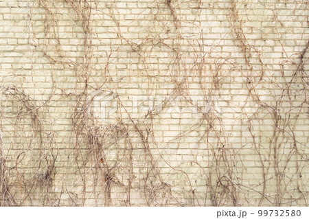 Background image of light gray brick wall with dried autumn vine shoots creeping on it 99732580