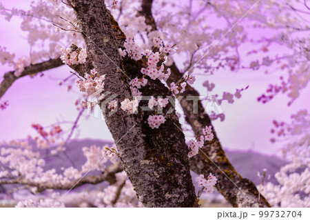 春、桜の花 99732704