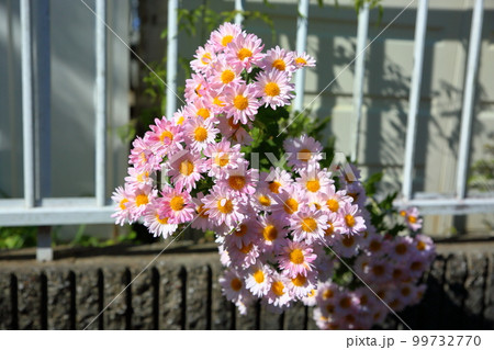 菊の花 菊の花 99732770
