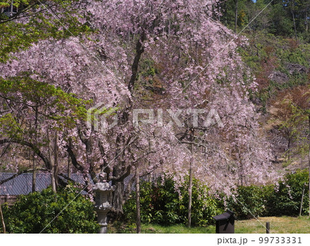 京都京北 宝泉寺の桜苑 京都京北 宝泉寺の桜苑 99733331