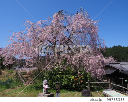 京都京北 宝泉寺の桜苑 京都京北 宝泉寺の桜苑 99733333