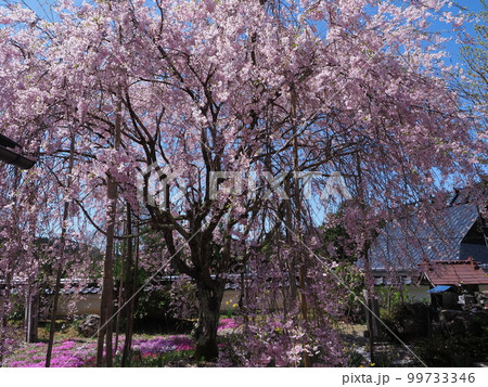 京都京北 宝泉寺の桜苑 京都京北 宝泉寺の桜苑 99733346