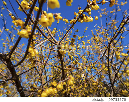 風に揺れる蝋梅の花 風に揺れる蝋梅の花 99733376