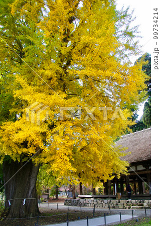 長床の大イチョウ(福島県・喜多方市) 長床の大イチョウ(福島県・喜多方市) 99734214