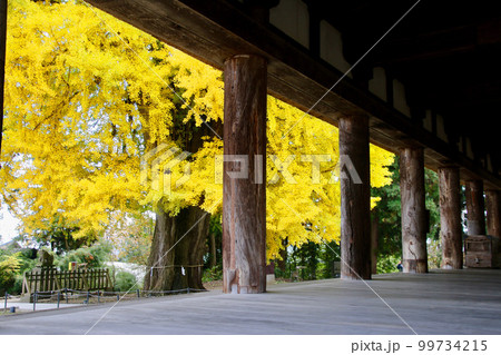 長床の大イチョウ(福島県・喜多方市) 長床の大イチョウ(福島県・喜多方市) 99734215