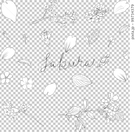 桜の線画セット 桜の線画セット 99734379