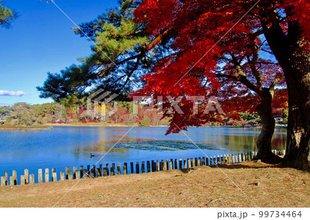 秋の南湖公園（福島県・白河市） 99734464