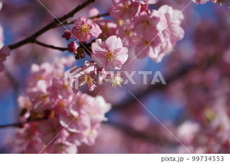 カワヅザクラ 99734553