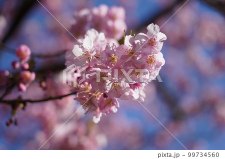 カワヅザクラ カワヅザクラ 99734560